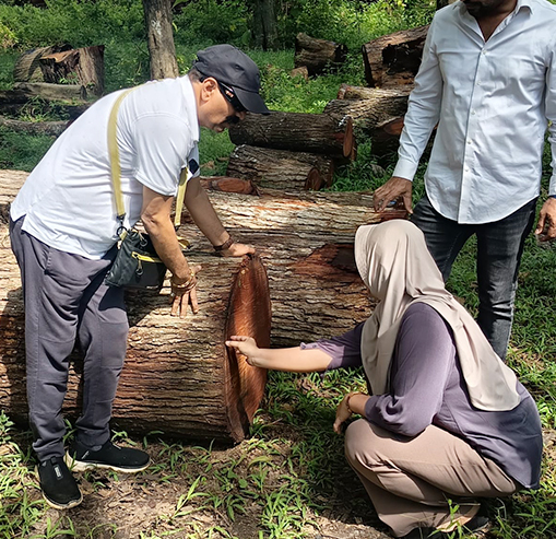 Stage 1: Sourcing of Wood